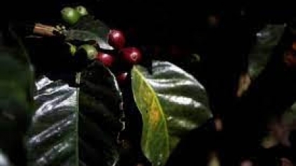 Oferta global de café deve ter sete milhões de sacas a mais, diz USDA