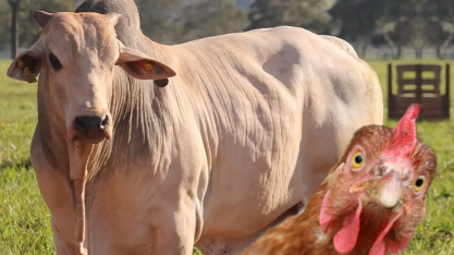 Consumo global de carne bovina deve crescer 4,2% até 2029; de frango 3,9%