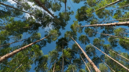 Indústria florestal abre uma fábrica a cada 1,5 ano e investe R$ 90 bilhões