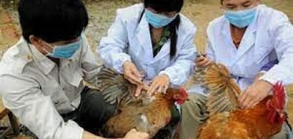 Gripe Aviária Austrália: Estado de Vitória confirma 7ª granja afetada