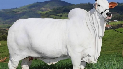 Uma vaca de US$ 4 mi: Como a tecnologia genética muda a pecuária do Brasil