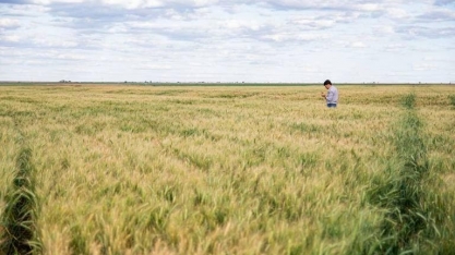Preço sobe, e mais produtores podem optar pelo plantio de trigo