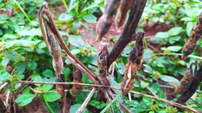 RS:206 mil propriedades rurais foram afetadas; 1,1 milhão de aves morreram     