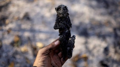 Incêndios no Pantanal a caminho de superar marca histórica