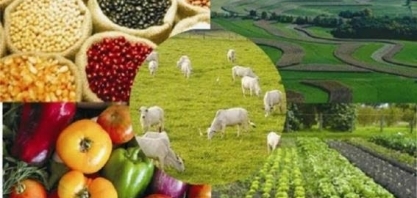 Preços agropecuários caem no campo em maio e alta do arroz perde fôlego