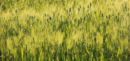 PR: Deral revisa para baixo área plantada com trigo em 2023/24