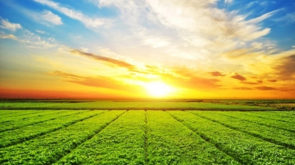 China pode estar abandonando soja americana pela brasileira, diz relatório