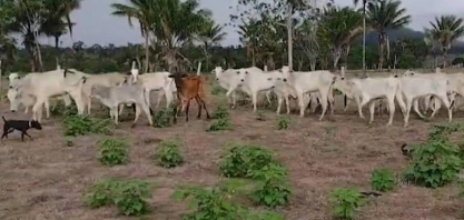 Infestação de lagartas mata 7.000 bois e destrói plantações em Roraima