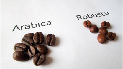 Café robusta bate recorde, arábica atinge pico de 2 anos e meio