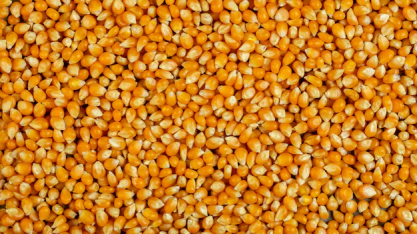 Anec eleva previsão de exportação de milho do Brasil em julho