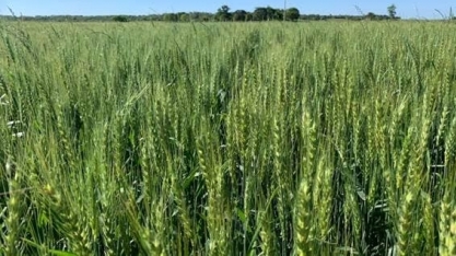 Safra de trigo gaúcha pode saltar a 4 mi t com melhores produtividades