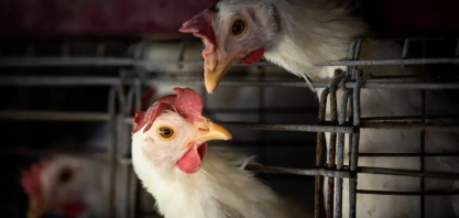 Brasil aguarda retirada de embargos ao frango após notificar fim de foco 