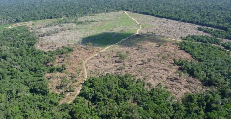 Desmatamento é mais impactado por consumo do Brasil que por exportações