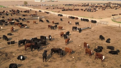 Entenda como inibidores de metano podem reduzir as emissões da pecuária