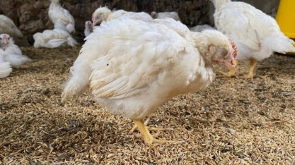 Aves: Brasil suspende exportação para 4 países após caso de doença no RS