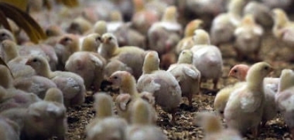 Aves: Brasil vai declarar fim do foco da doença de Newcastle à OMSA