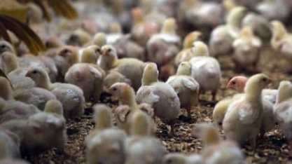 Aves: Brasil vai declarar fim do foco da doença de Newcastle à OMSA