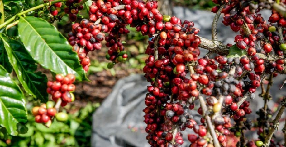 Com problemas nas safras brasileira e vietnamita, café mantém alta