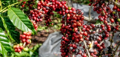Com problemas nas safras brasileira e vietnamita, café mantém alta