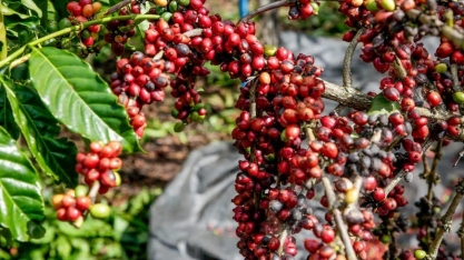 Com problemas nas safras brasileira e vietnamita, café mantém alta
