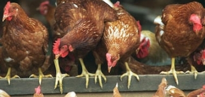 Mapa confirma foco de doença de Newcastle em frangos no Rio Grande do Sul