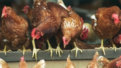 Mapa confirma foco de doença de Newcastle em frangos no Rio Grande do Sul