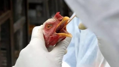 FAO pede resposta ao aumento ‘alarmante’ da gripe aviária na Ásia-Pacífico