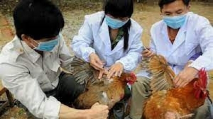 Gripe aviária: Finlândia vacinará humanos contra o H5N1 