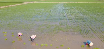 Para o Usda, melhora o cenário mundial do arroz na safra 2024/25