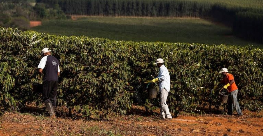 Cooperação técnica permite seguro com apólice menor para cafeicultura