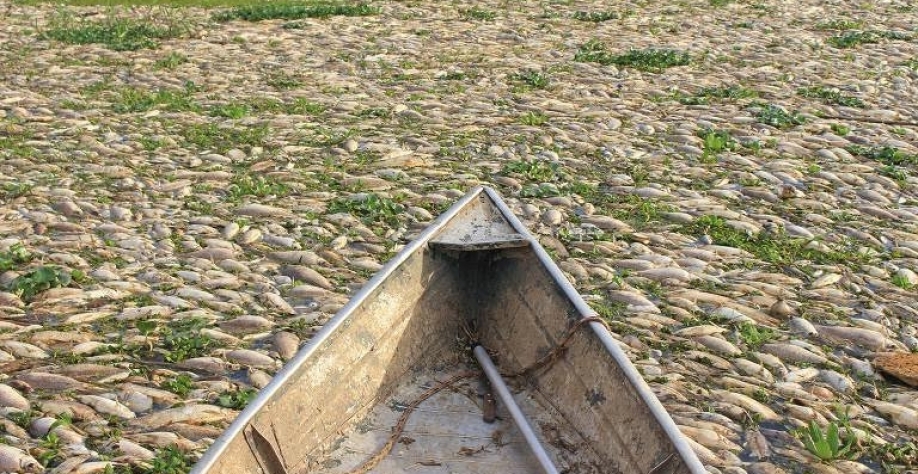 Órgão ambiental apura morte de toneladas de peixes em Piracicaba