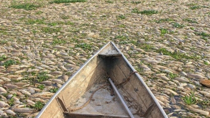 Órgão ambiental apura morte de toneladas de peixes em Piracicaba