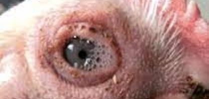 Frango/RS: Secretaria encerra vistorias sem encontrar foco do vírus