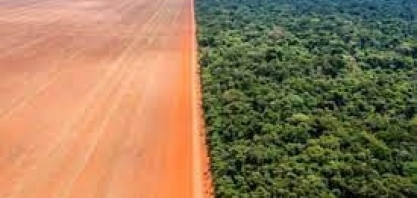 Brasil desmatou 33% de toda sua vegetação nativa