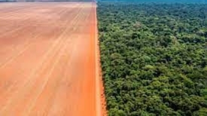 Brasil desmatou 33% de toda sua vegetação nativa