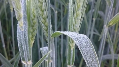Após seca, produção de trigo sofre agora com geadas no Paraná