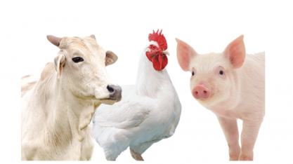 China pisa no freio na carne, mas demanda sobe em outros países 