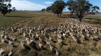 Os fungos na agricultura serão capazes de limpar o meio ambiente?