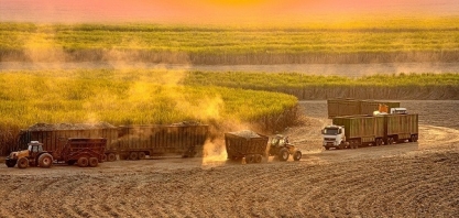 Conab eleva projeção para cana 24/25 e vê 2ª maior safra da história