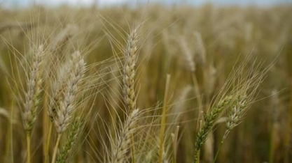 Brasil deve produzir e exportar mais trigo na 2024/25