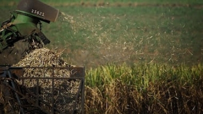 Brasil pode se tornar protagonista na produção de biocarvão, mostra EPE