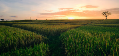 MG: Prata Biotecnologia investe R$ 1 bilhão em usina de açúcar e etanol