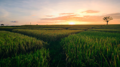 MG: Prata Biotecnologia investe R$ 1 bilhão em usina de açúcar e etanol