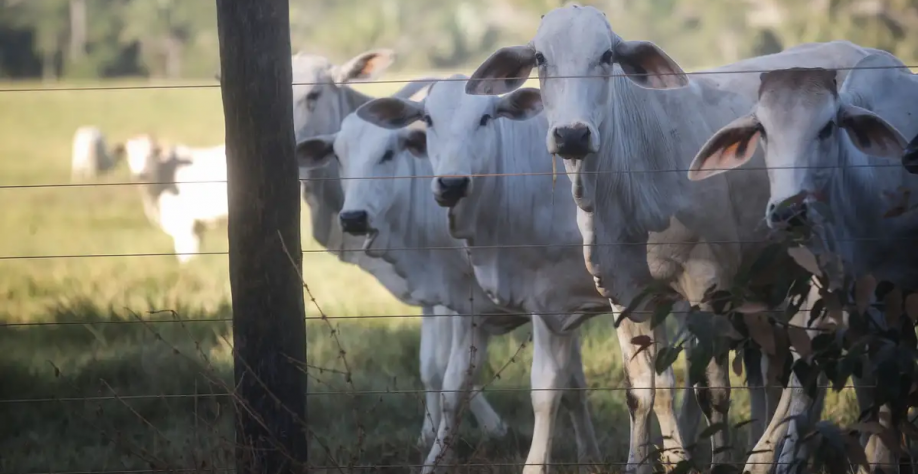 Como o consumo no Brasil afeta o desmatamento da Amazônia