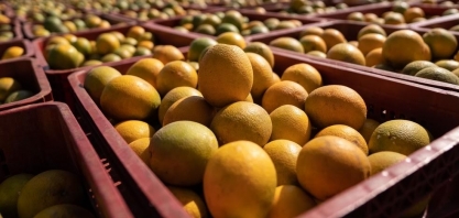 Laranja:Clima encarece preço e estoques do suco para exportação podem zerar
