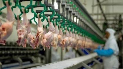 China retoma importação de carne de frango do Brasil, com suspensão ao RS