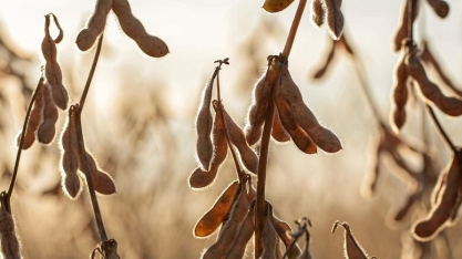  País deve produzir 298,6 mi de t de grãos na safra 2023/24, -21,2 mi de t