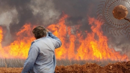 São Martinho e Raízen estimam impacto dos incêndios na produção de cana