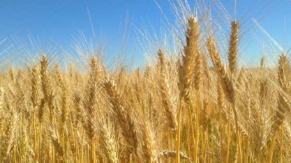 Trigo: Embrapa apresenta nova cultivar com produtividade de 7t por ha