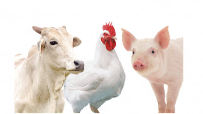 Produção de carnes mantem aceleração no 2º trimestre